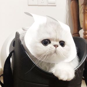 欢迎光临魅魔合租屋动漫第二季
